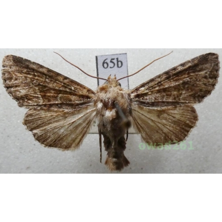 Apamea remissa (Hübner, 1809) Czech65b